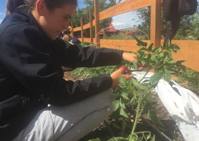 Mountain Roots Food Project