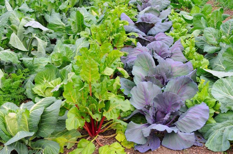 The Third Growing Season: Planting for Fall in Colorado